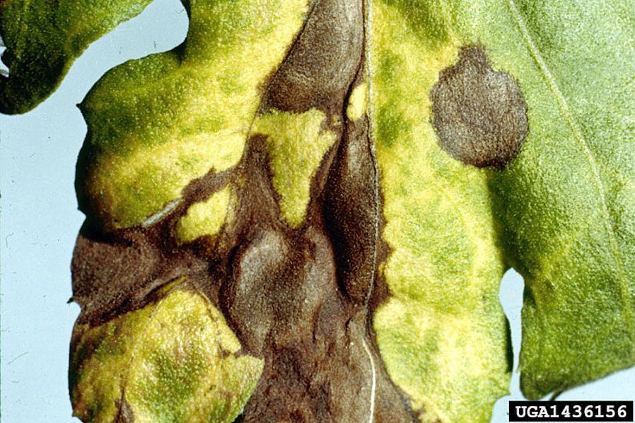 Septoria-bladvlek