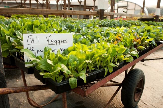 Als u overweegt een moestuin in de herfst aan te planten