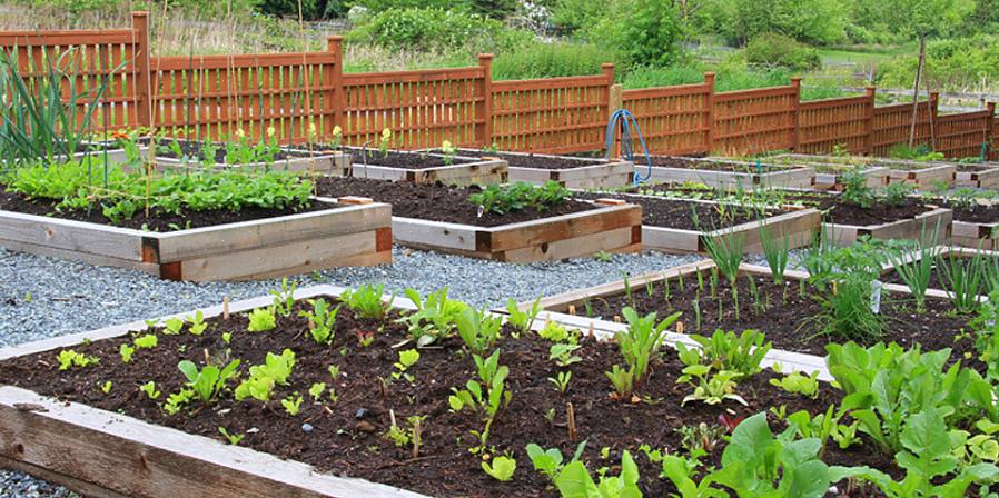 Hier zijn enkele tips voor het aanleggen van uw moestuin