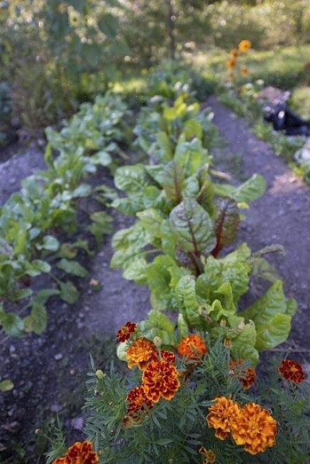 Er zijn verschillende eenvoudige manieren om het meeste uit uw moestuinruimte te halen