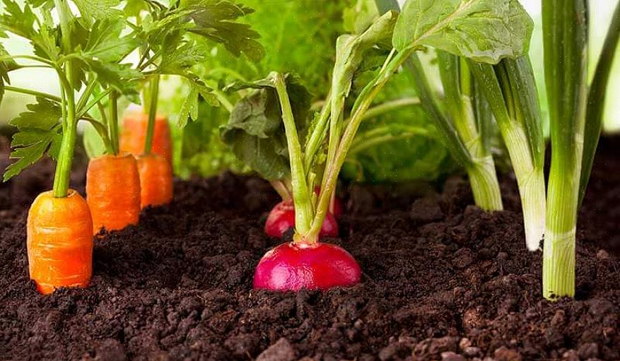 Weeg de volgende overwegingen af voordat u uw definitieve lijst maakt van wat u in uw moestuin kunt