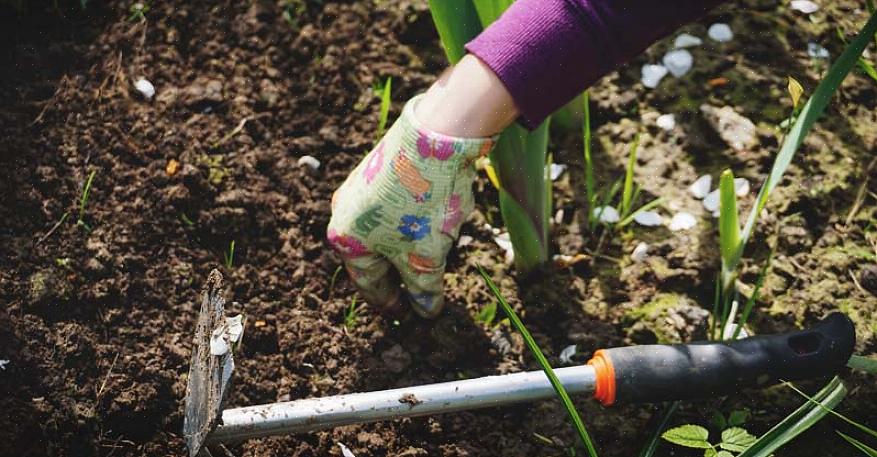 Gebruik de onderstaande tips om uw planten het hele seizoen gezond
