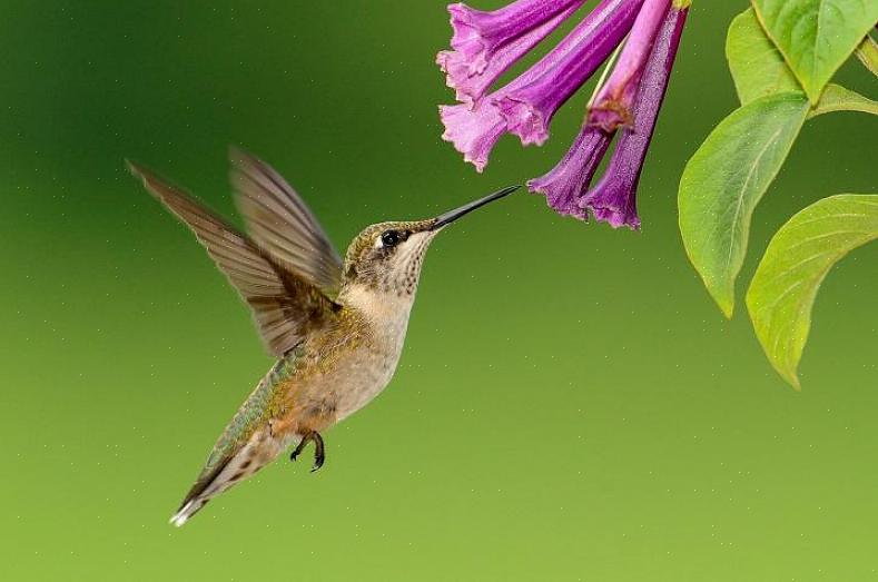 Wat maakt deze vogels zo anders dan andere gewone vogels in de achtertuin