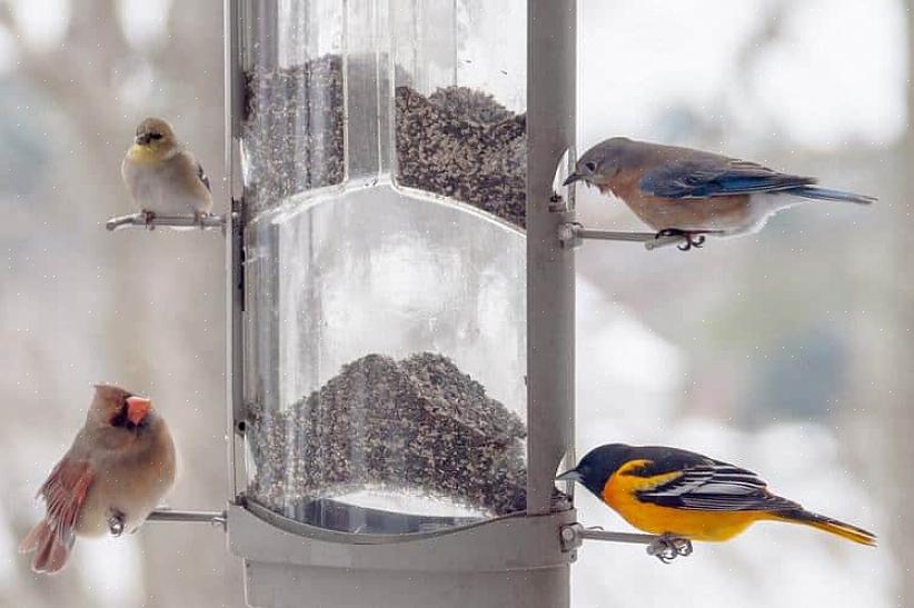 Zwarte olie zonnebloempitten zijn het meest populaire zaad voor verschillende vogelsoorten