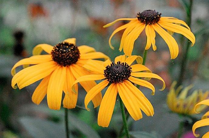 Bloemen kunnen een geweldige zaadbron zijn om vogels aan te trekken