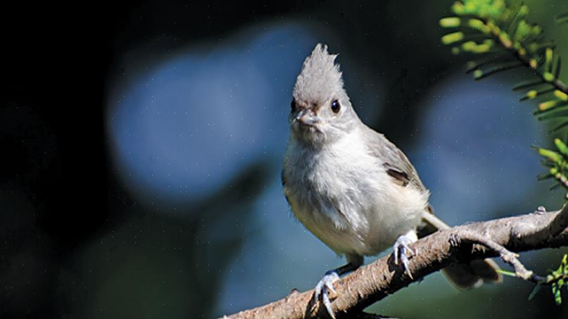 Het toevoegen van zaaddragende bloemen aan een tuin kan vogels aantrekken zoals mussen