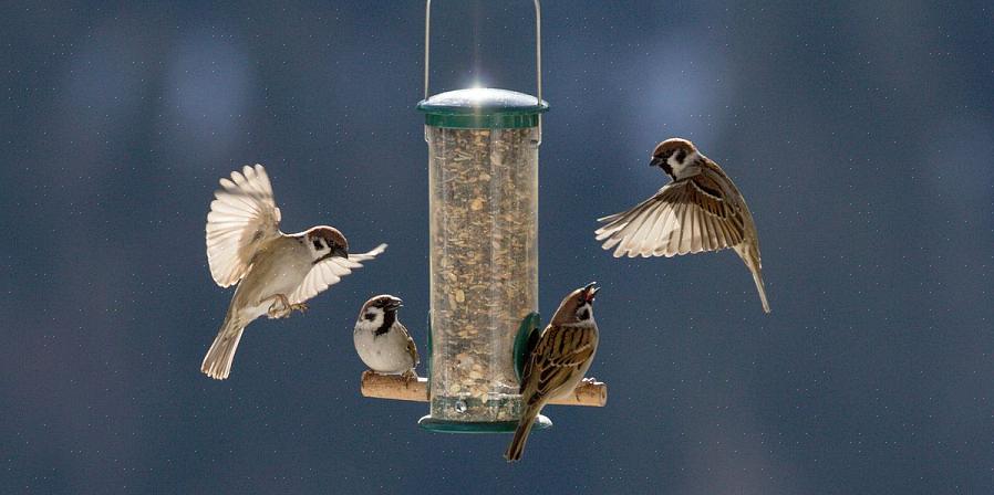 Commerciële reinigingsoplossingen voor vogelvoeders of een milde oplossing van ongeparfumeerde afwasmiddel