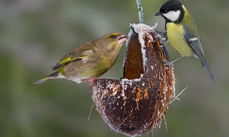 Verwijder bij een ziekte-uitbraak voerbakken met grote aantallen zitstokken