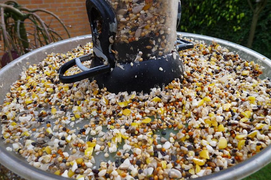 Overweeg dan om er een paar te verwijderen tijdens een uitbraak van een ziekte om de lokale vogelpopulaties
