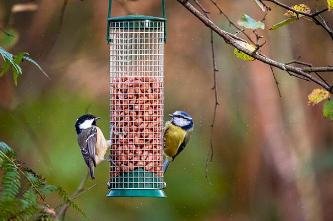 Door vogels aan te trekken