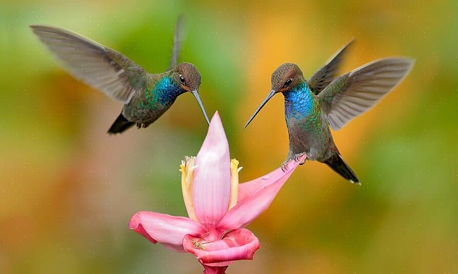 Zal het upgraden van uw waterpartijen of het toevoegen van nieuwe nieuwe vogelsoorten naar uw tuin brengen