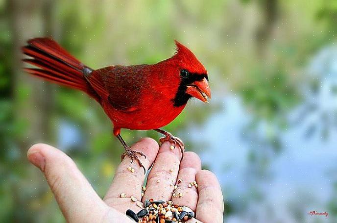 De zomer is het gemakkelijkste seizoen om vogels aan te trekken