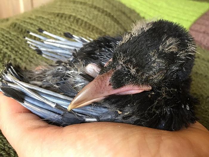 Vogels kunnen vergevingsgezind zijn als een feeder een paar dagen leeg is