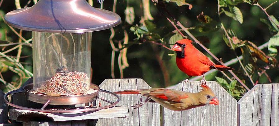 Kunnen vogelaars in de achtertuin veel voordelen realiseren