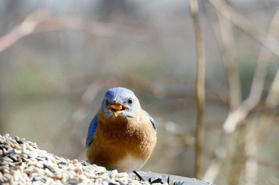 En het is gemakkelijk om vogels met voedsel te lokken