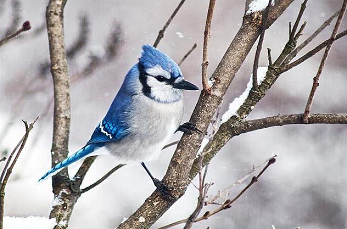 De beste stappen om je vogels in de achtertuin te beschermen