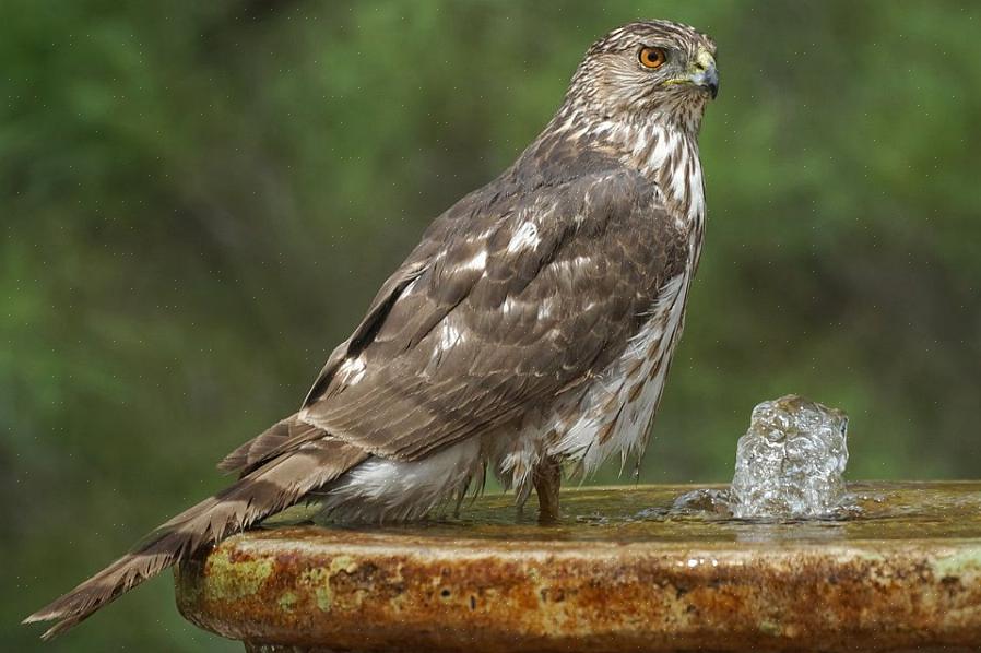 Vogels voeren in de herfst zorgt ervoor dat ze niet migreren - VALS