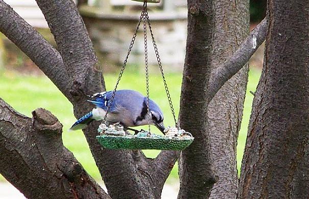 De juiste plaatsing van de vogelvoederbak maakt een verrassend verschil voor de aantrekkelijkheid
