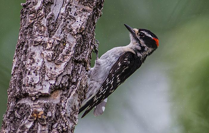 Spechten zijn meestal niet de eerste vogels die vogelaars in de achtertuin overwegen om hun feeders
