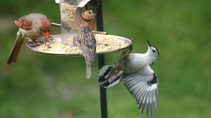 Als u begrijpt waarom vogelvoeders niet altijd wenselijk zijn