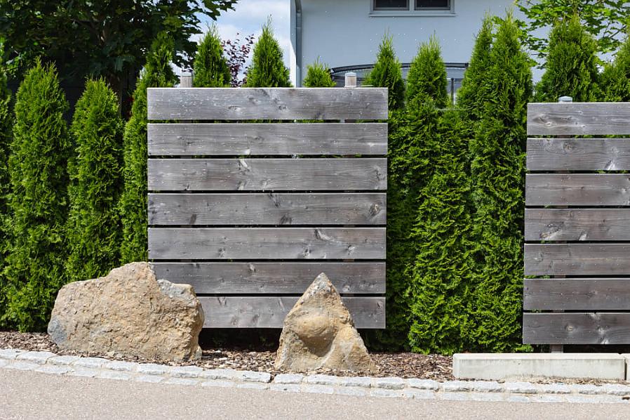"Emerald" arborvitae (Thuja occidentalis 'Emerald') is een kleine boom of hoge groenblijvende struik