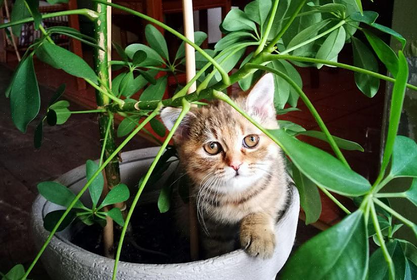 Bloemen zijn niet schadelijk voor katten of honden