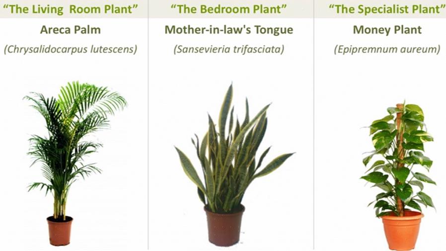 Bovendien is een rubberboomplant een perfecte feng shui-toevoeging voor een donkere hoek