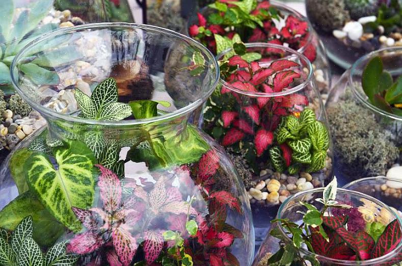 Zorg er bij het kiezen van terrariumplanten voor dat ze klein genoeg zijn om in uw pot te passen