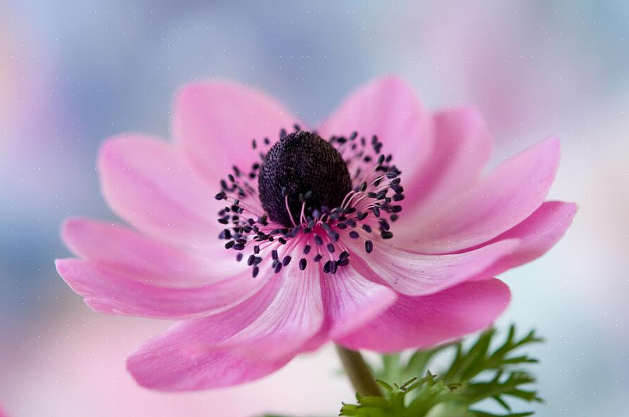 Anemoonbloemen zijn onderhoudsarme planten