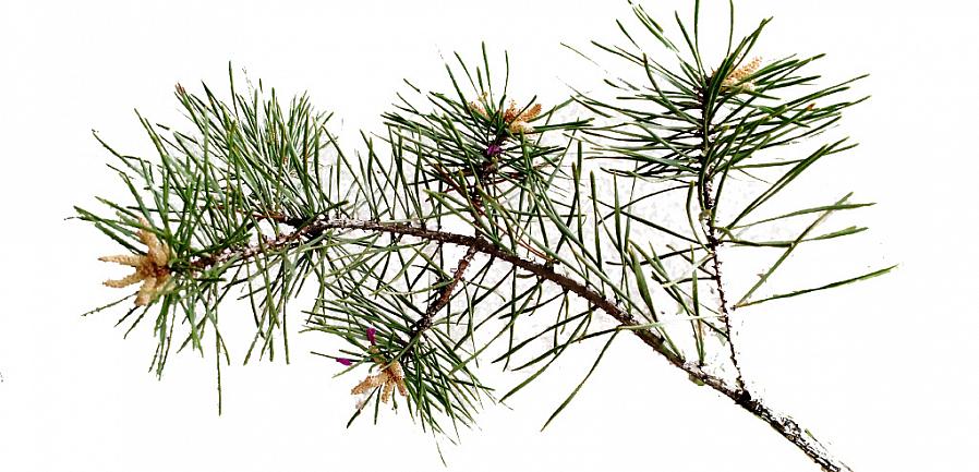 De kegels zijn aantrekkelijker blauw op de Blue Cone-cultivar (Thuja orientalis 'Blue Cone')