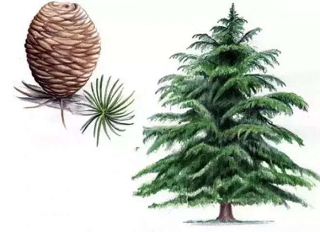 De wijsheid (of het gebrek daaraan) van het selecteren van dit type plant voor uw tuin hangt af van factoren