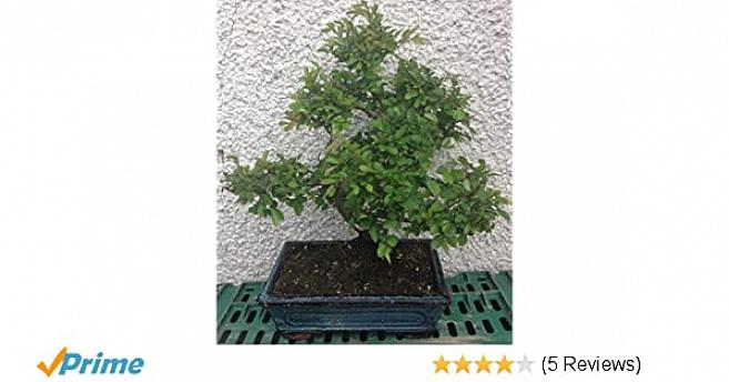 Als het gaat om de feng shui van bonsaibomen