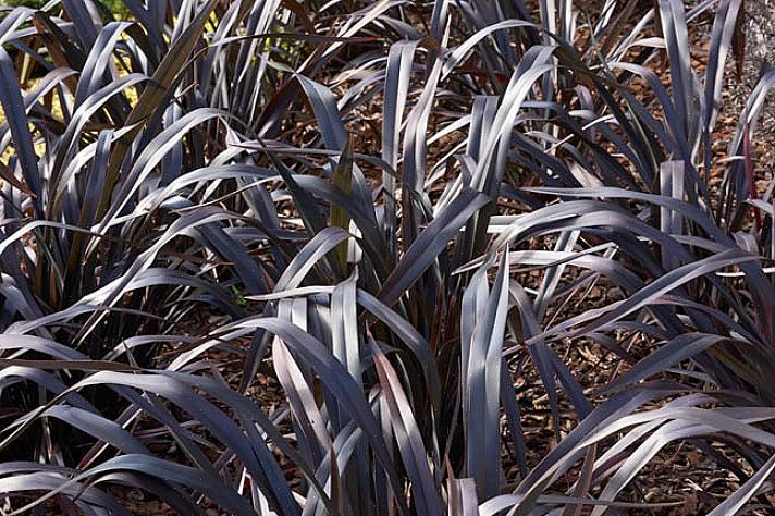 Phormium kreeg de naam Nieuw-Zeelandse vlas omdat de Maori's van Nieuw-Zeeland het eigenlijk gebruikten