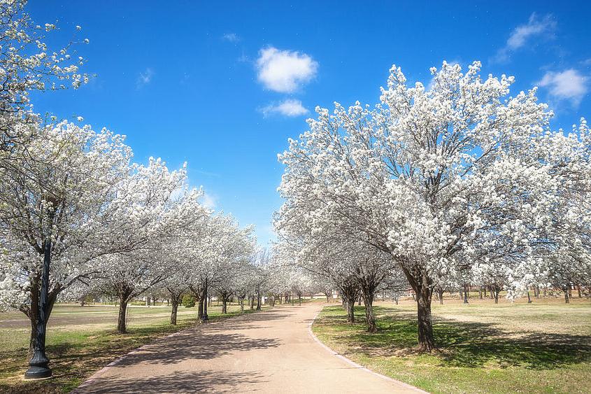 Je hebt zojuist twee weken geleden een nieuwe Bradford-perenboom geplant
