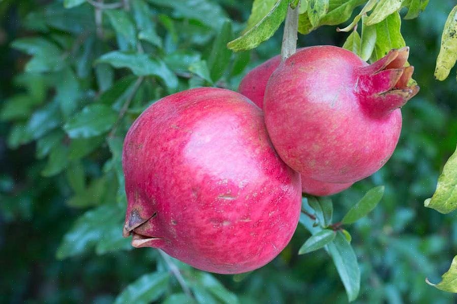 Hoewel irrigatie nodig is voor een goede fruitproductie