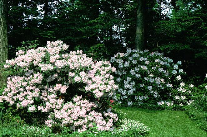 Rododendrons houden van goed doorlatende grond