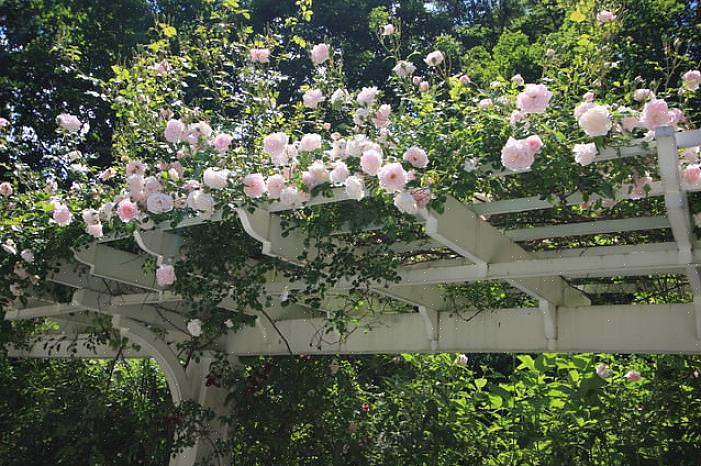 Benadrukken wijnstokken de vorm van een pergola of prieel