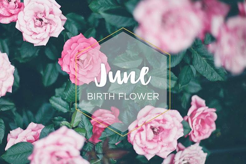 Als de plant in juni bloeit