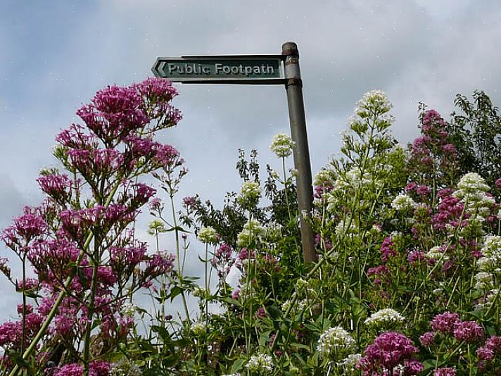 Monarda didyma sluipt gewoon naar binnen als juni-bloeier