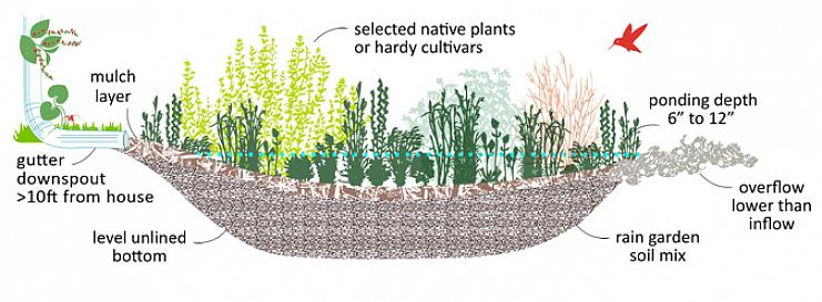 Een regentuin is een beplanting die u op een lage plek in uw landschap installeert