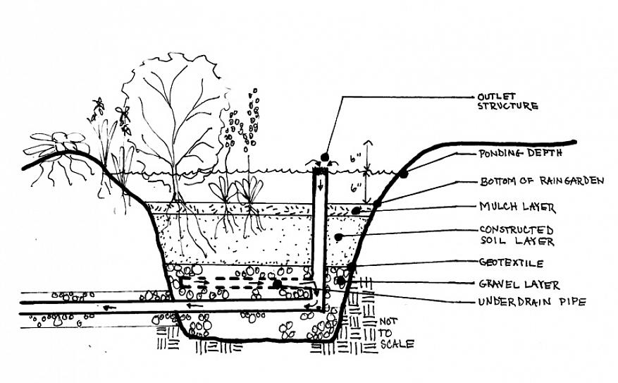 In plaats van waterhongerige planten zijn de ideale planten voor regentuinen inheemse planten