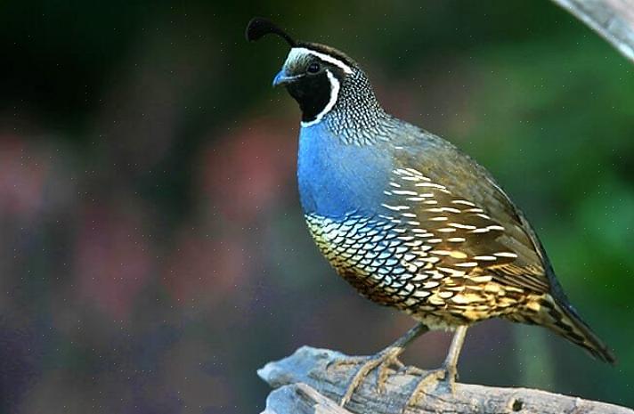 De Californische kwartel is de officiële staatsvogel van Californië