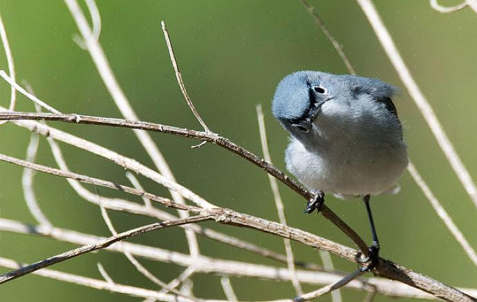 Als de staatsvogel van Californië heeft de Californische kwartel de toepasselijke naam