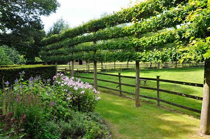 Espalier is de tuinbouwtechniek waarbij houtige planten worden gedwongen om plat te groeien langs hetzelfde