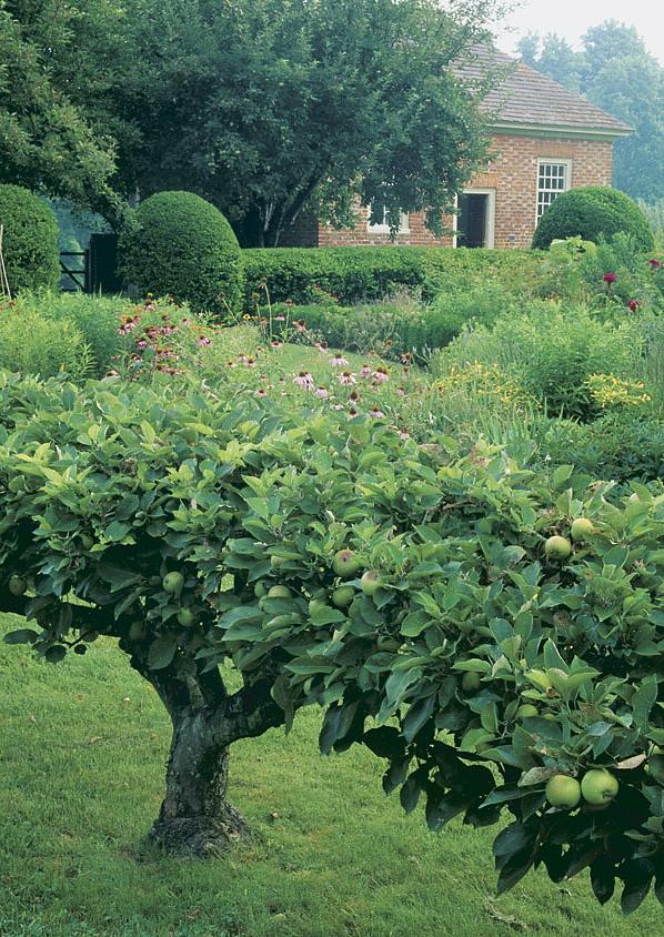 Espalier is een oude kunstvorm die in ieder geval teruggaat tot de Romeinen