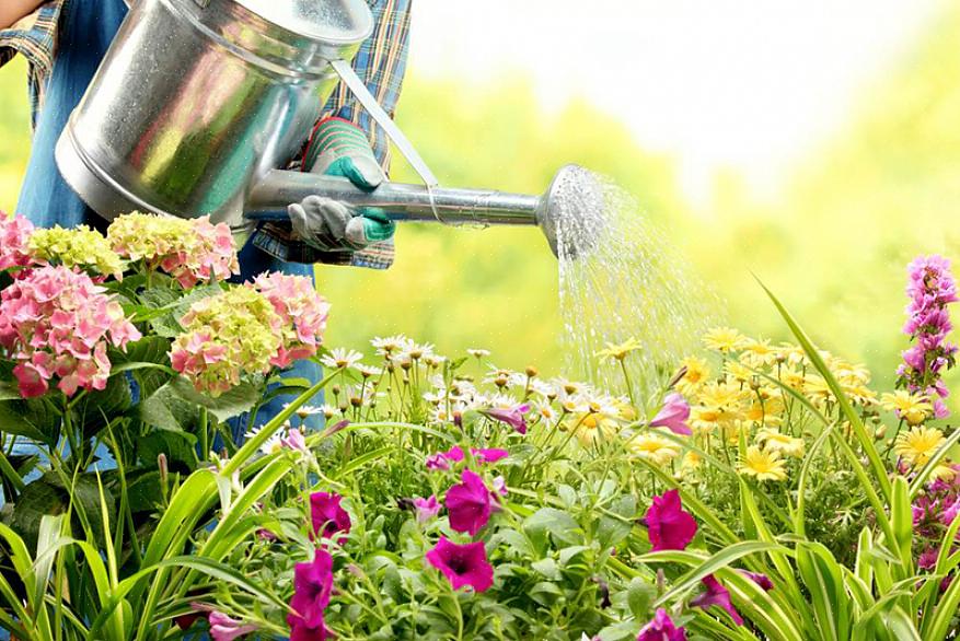 Geef nieuw geplante exemplaren tijdens hittegolven minstens twee keer per week water