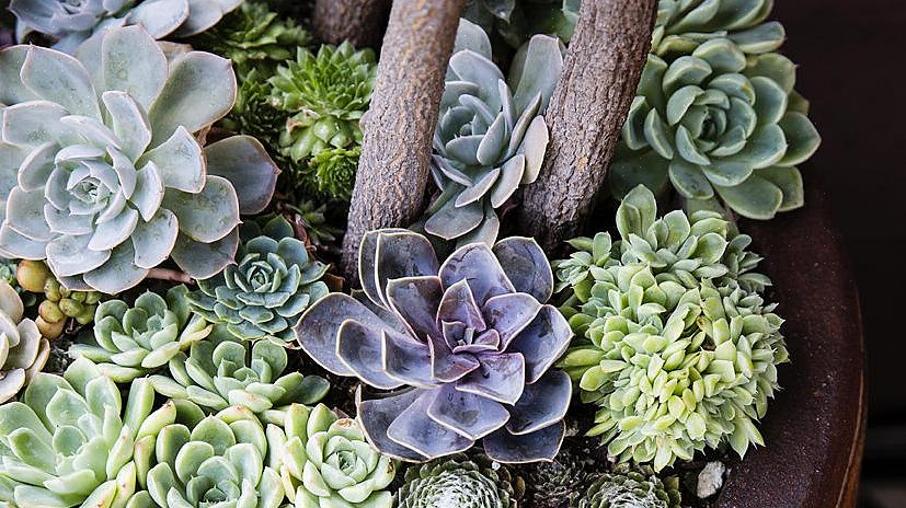 Zorg ervoor dat de grond op hetzelfde niveau blijft als waar de planten in hun kweekpotten groeiden
