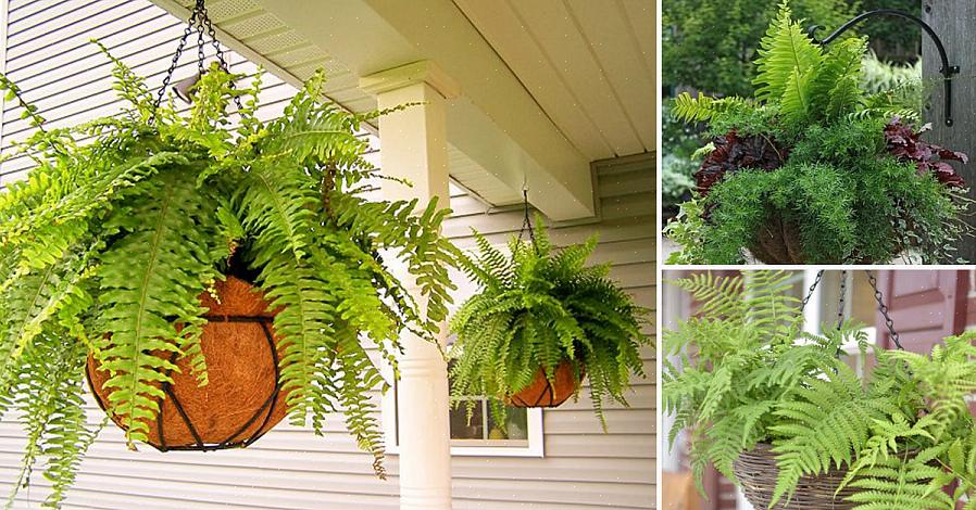 Goede feng shui in je tuin brengt goede feng shui-energie in je huis