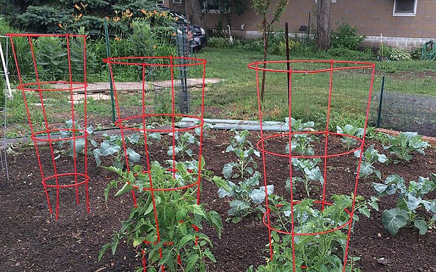 Hoe bepaalde tomaten uit te zetten