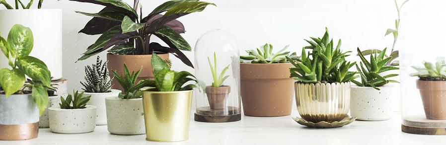 Van deze planten is zelfs bekend dat ze de lucht helpen zuiveren